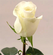 ANASTASIA WHITE ROSES Wholesale white premium roses VIP white roses long stem, long vase life for your special occasion... Special package for wedding, bridal bouquets, receptions,... Blizzard white roses, Anastasia white roses, Akito white roses, Tineke roses... Rose Connection Inc. Los Angeles California offers the most fresh white flowers in USA and Canada, wholesale roses to florist shop at wholesale prices Fedex Free delivery included
